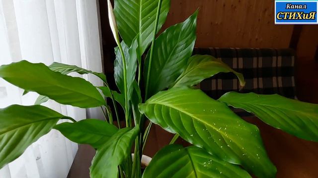 Спатифиллумы! Какаие они разные/Spathiphyllum! How different they are/Домашниецветы/Мои цветы/