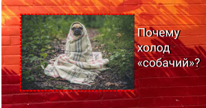 Почему холод «собачий»?