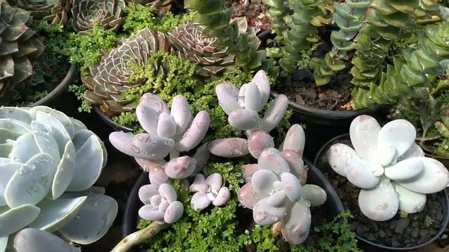 SUCULENTAS PRA TODOS OS GOSTOS смотреть онлайн