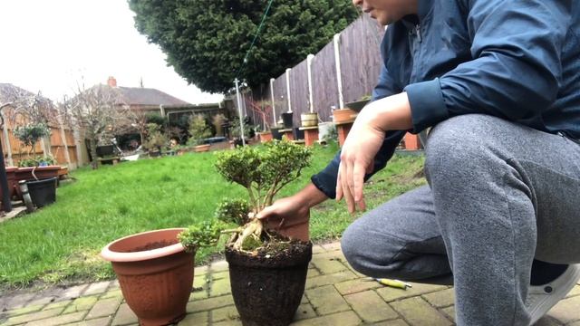 Halina’t mag Bonsai (Buxus Sempervirens Bonsai) смотреть онлайн