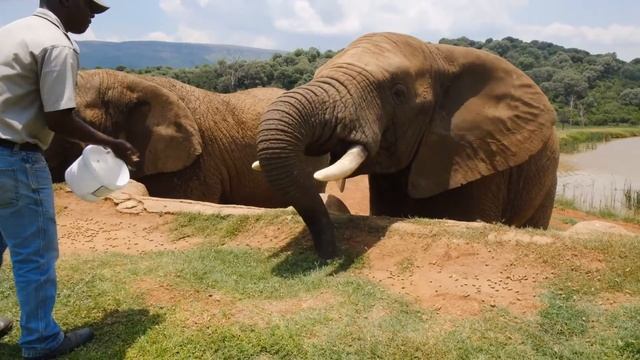 ГОЛОДНЫЕ Африканские слоны - Кормим слонов | Звери в зоопарке Зоопарк онлайн смотреть онлайн