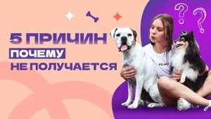 Почему собака не слушается? Как воспитать собаку