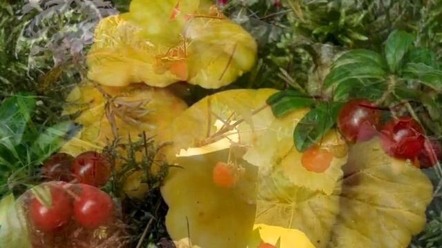 Людмила Зыкина. Ой, грибы, грибы, грибочки! смотреть онлайн