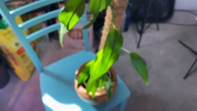 Houseplant of the week Epipremnum pindatum skeletonkey houseplants epipremnum pothos LasVega