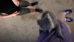 ТОП 5 Лучшие видео про коал. Милая и смешная коала.