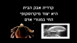 שרותי ניקיון לספות, שטיחים ומזרונים