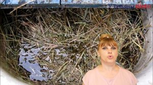 ИЗБАВЬСЯ от МУЧНИСТОЙ РОСЫ на огурцах, розах, крыжовнике, винограде народным методом!!!