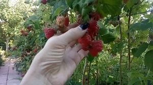 Малина летняя Глен Файн ( Glen Fyne ).Шпалера для малины.