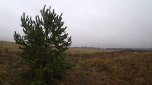 Утренняя охота на тетеревов с чучелами. Осень 2022