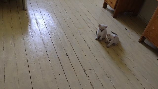 Котята и робот-пылесос