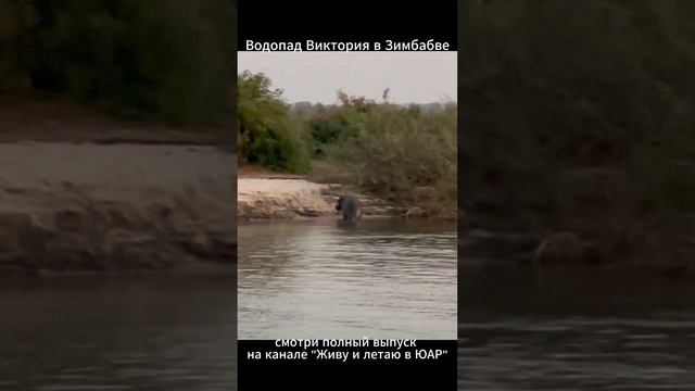 🦛Бегемоты в естественной среде на реке Замбези. #зимбабве #путешествие#трип#поездка #туризм#Африка смотреть онлайн
