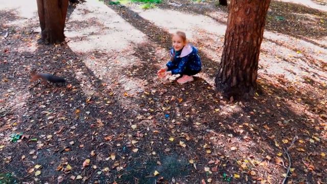 ЗАБАВНЫЕ БЕЛОЧКИ ИРКУТСК (парк ост.РОЩА ) смотреть онлайн