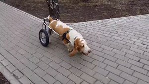 Коляска тренажер Animal Mobile для реабилитации собак