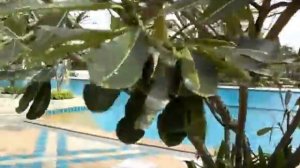 Кондоминиум View Talay 5. Бассейн и зона отдыха. Джомтьен, Паттайя, Тайланд