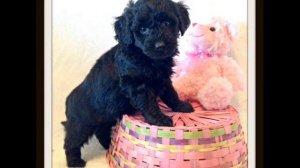 Shelby-Bl-F-Okefeild-Acres-F1b-Mini-Goldendoodles-Snickers