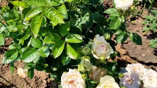 Розы в цветах.Жара 35 в тени .Априкола,необычная Цыган,Антик Мадам Анизет и другие. смотреть онлайн