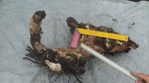 Выкорчёвка очень СТАРОГО куста. Что там под землёй?