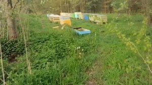 Ульи-лежаки Лазутина б/у частично продал. Раздал пчёл, пустые ульи расставляю по-новому.