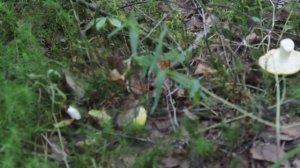 Сыроежка жёлтая - одна из лучших сыроежек.