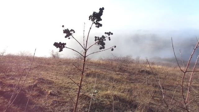 Перед БИРЮЧИНОЙ неудобно. Доктор "волчьи" ягоды. смотреть онлайн