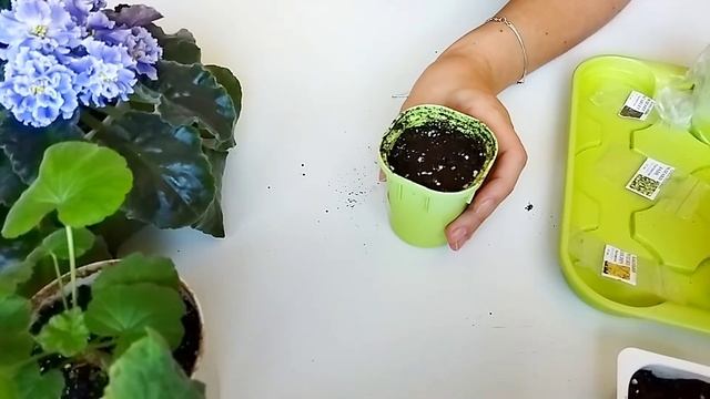 КОЛЕУС - ЛЕГКО! Сажаю семена колеуса смотреть онлайн