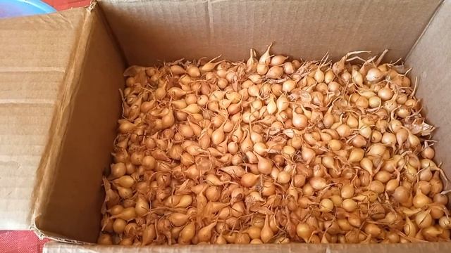 Посадка лука под зиму. Подработка в выходные дни. смотреть онлайн