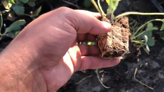 ЧТО такое ЗКС_ Термин ЗКС. Клубника ЗКС.