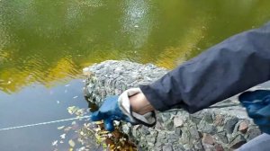 Зацеп в пруду и поисковый магнит