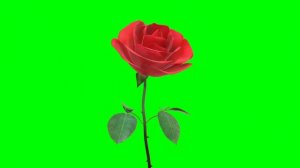 rose green screen effects | green screen flower | green screen rose animation
