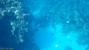 Риф отеля Club EI Faraana Reef Resort 4*, Шарм-эль-Шейх, 2022г.