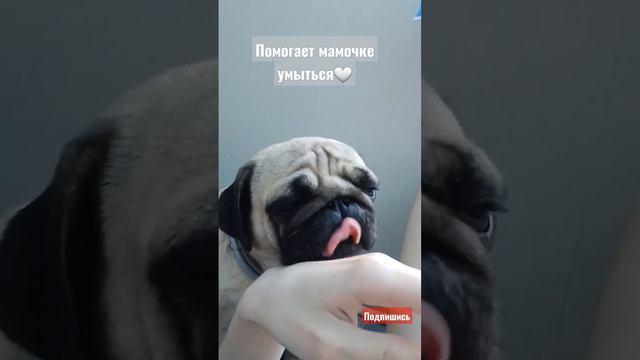 А вы разрешаете своим собакам облизывать вас? 🐶👅