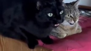 Бивис и батхед