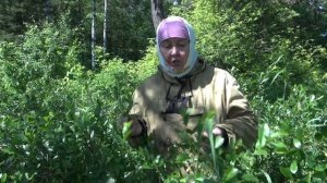 ВИШНЕВЫЙ ЛИСТ || Время сбора