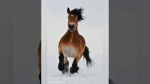 Цыганская песня коник мой коник