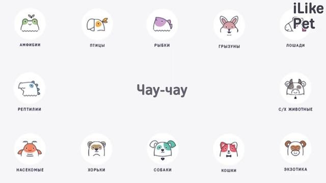 Какие породы собак похожи на мишек?