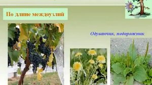 Побег и его строение. Стебель- осевая часть побега.AVI