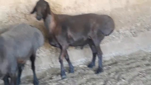 Гиссарское баран   и овсы  юко карабулак смотреть онлайн