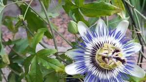 Пассифлора голубая. Цветение и уход в комнатных условиях.