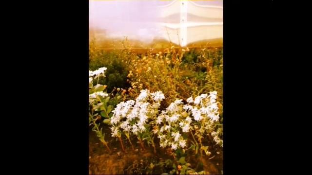 МОЯ красивая дача