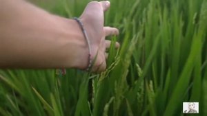 Прости меня, мама