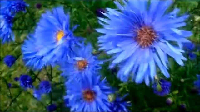 БАБЬЕ ЛЕТО, ИЛИ АСТРА НОВОБЕЛЬГИЙСКАЯ смотреть онлайн