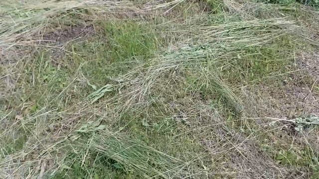 Что с деревьями? Утка села на яйца. смотреть онлайн