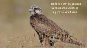 Проект по восстановлению численности балобана в республике Алтай.