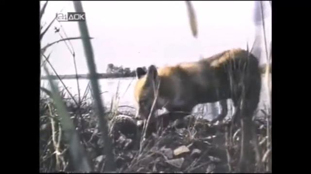 Жизнь ежа