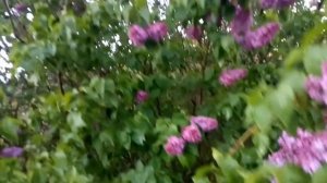 Цветет сирень в моем саду
