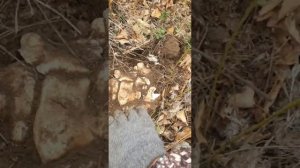 много грибов!подтопольники или валуи?