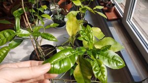 Цитрусы после залива. Уроки выживания редких сортов цитрусовых. Реанимация цитрусовых.