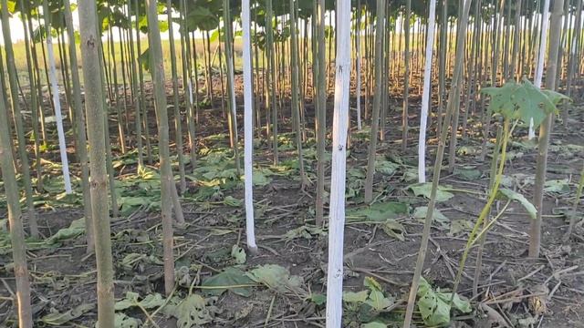 Павловния как медонос. Как формировать дерево для максимальной меденосности. смотреть онлайн