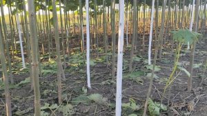 Павловния как медонос. Как формировать дерево для максимальной меденосности.