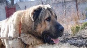 Армянский гампр (волкодав): сравнение с алабаем